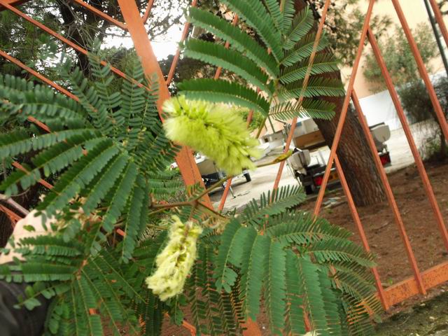 Albizia sp.
